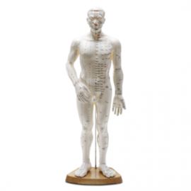Férfi akupunktúrás testmodell, 51 cm